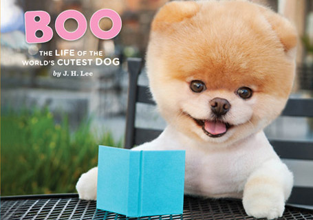 Boo the Dog