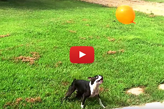 Boston Terrier Won't Let this Balloon Touch the Ground!