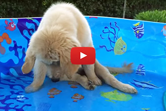 Brady, The Golden Retriever Puppy, Can't Catch A Fish!