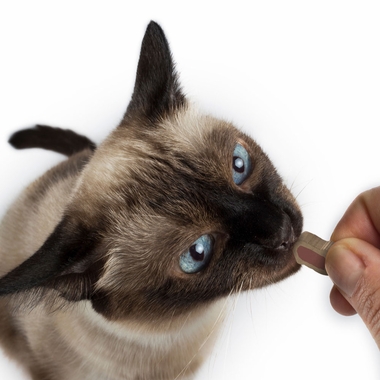 CET-INTELLIDENT-CAT-BITES-90-COUNT