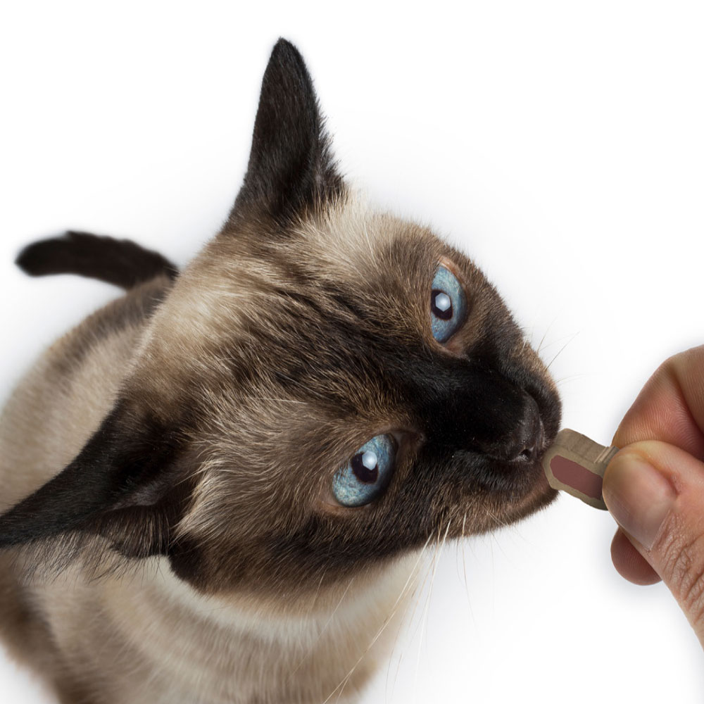CET-INTELLIDENT-CAT-BITES-90-COUNT