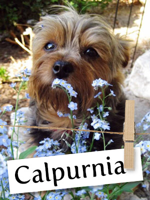 Calpurnia aka Callie Is One Cutie You Have To Meet!
