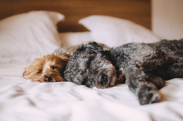 Can Dogs Take Melatonin?	