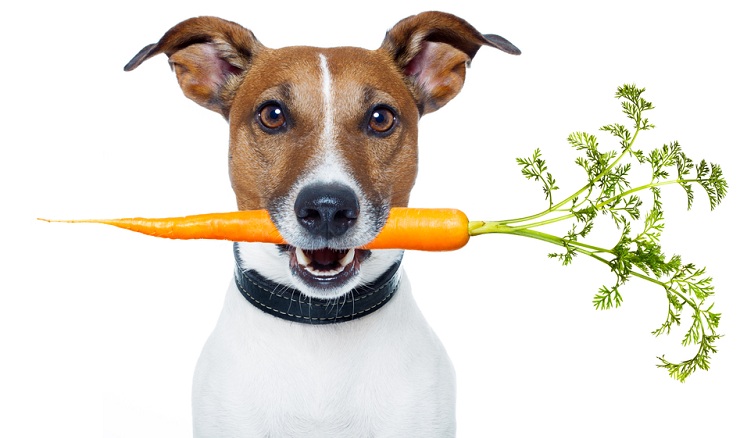 Can Pets Go Vegetarian?