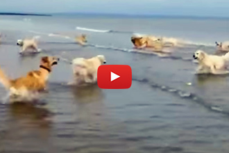 Can You Guess Which One Of These Dogs Had Never Seen The Ocean?
