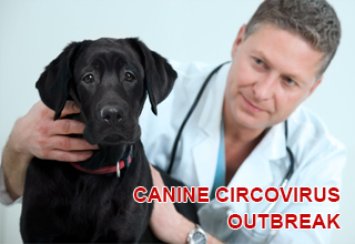 Canine Circovirus Outbreak