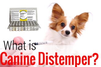 Canine Distemper: Treating and Preventing Distemper in Dogs