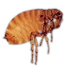 Canine Flea Control