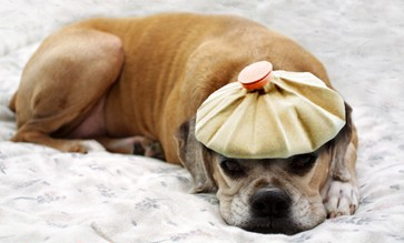 Canine Flu