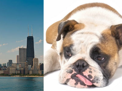 Canine Flu Outbreak Approaches Epidemic Level in Chicago
