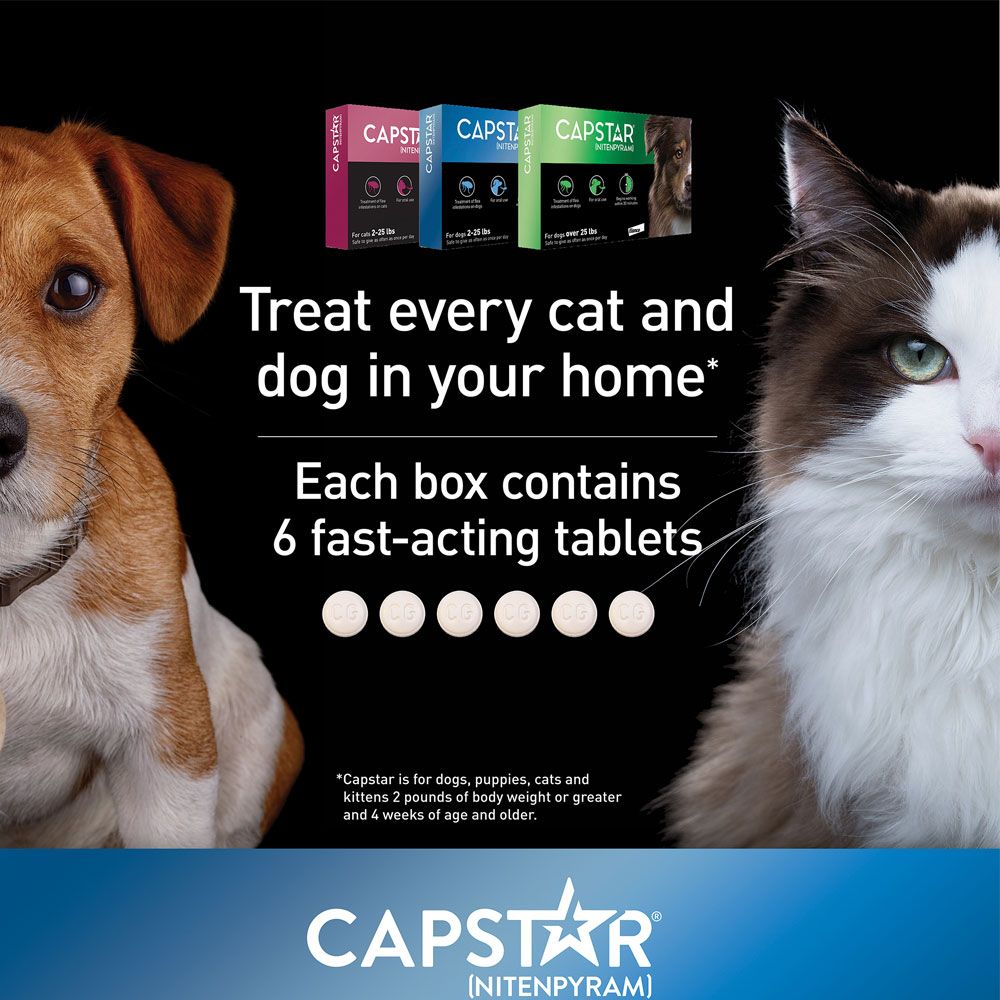 Capstar Blue for Dogs or Cats (6 Tablets) EntirelyPets
