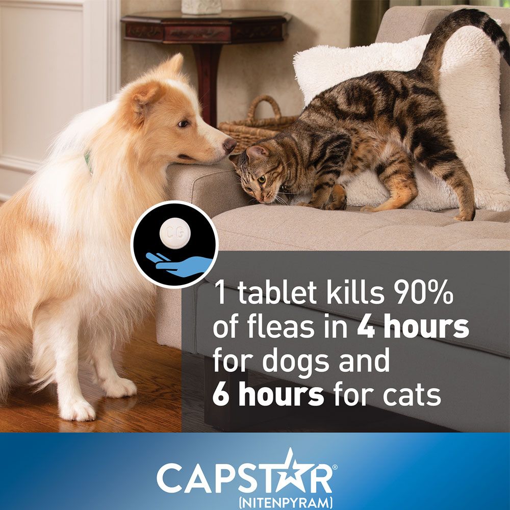 Capstar Blue for Dogs or Cats (6 Tablets) EntirelyPets