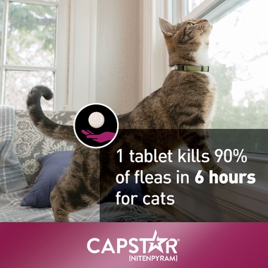 CAPSTAR-PINK-6-TABLETS