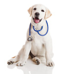 Careers and Opportunities