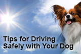 Cars and Canines: Tips for Driving Safely with Your Dog