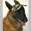 Casual Canine Camo Cap Medium (7 1/2"L x 6"W)