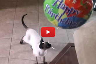 Cat's Love Toys - But This Kitten Has A Unique Taste!