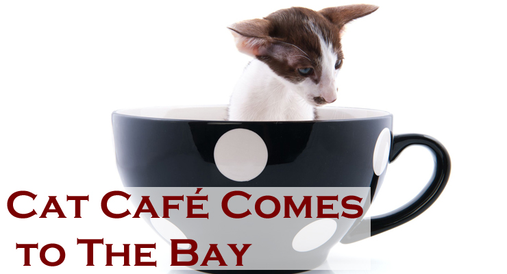Cat Cafe May Soon Open in San Francisco