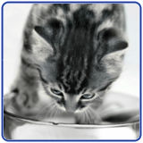 Cat Food Hazards