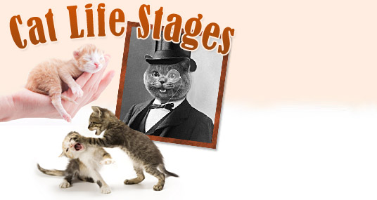 Cat Life Stages