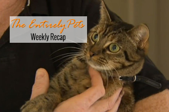 Cat Rescued By Family Returns the Favor, Rescuers Dig for a Dog, and Dying Horses Force Big Changes at Del Mar: All This and More Happened This Week- So Catch Up With The EntirelyPets Weekly Recap ( July 28 - August 1, 2014)