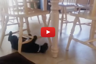 Cats Can Be Weird, And This Cat Is Out To Set The Weird Record!