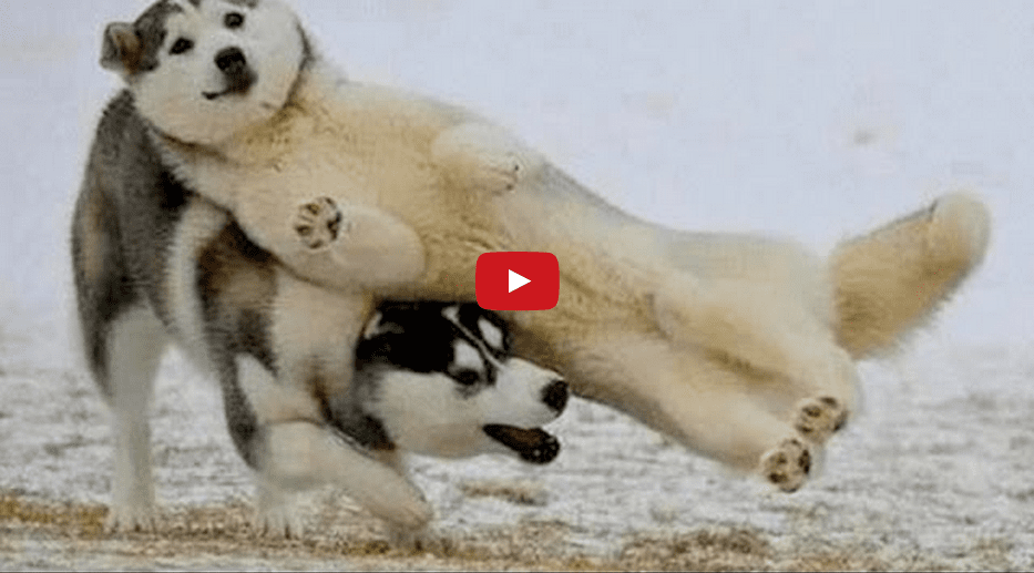 Celebrate Friday with the Top Dog Videos on the Web! These Dogs Are Absolutely Hilarious!!