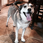 Celebrate National Pet Month