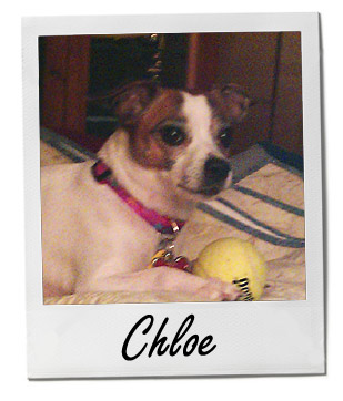 Chloe (5/22/13)