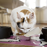 Choosing A Healthy Food For Your Cat