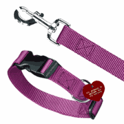 Choosing the Perfect Collar and Leash