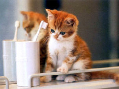 Choosing the Right Dental Products 