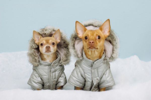 Cold Weather Activities For You And Your Dog