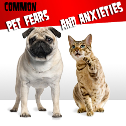 Common Pet Fears and Anxieties