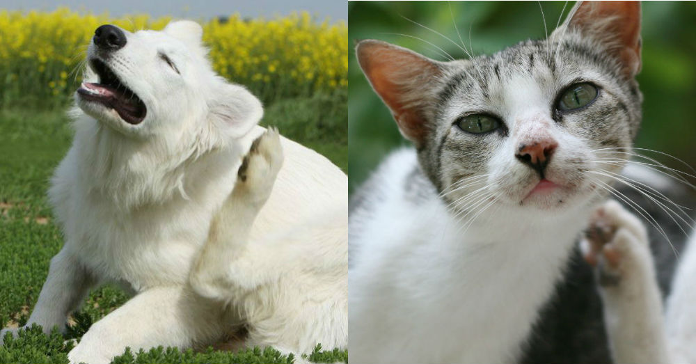 Comparison Chart: Flea & Tick Products