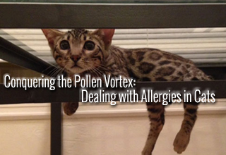 Conquering the Pollen Vortex: How to Treat Allergies in Cats