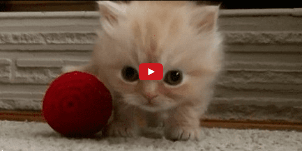 Copper the Kitten Does a Little Dance- And It is Honestly Very Good. Seriously. Look at it.