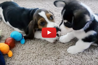Corgi and Basset Hound Playdate? We Had To Watch!