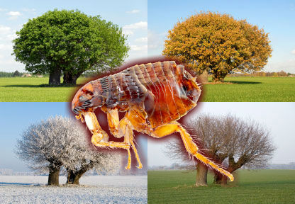 Could Your Pet Be Affected By A Year-Round Flea Season?