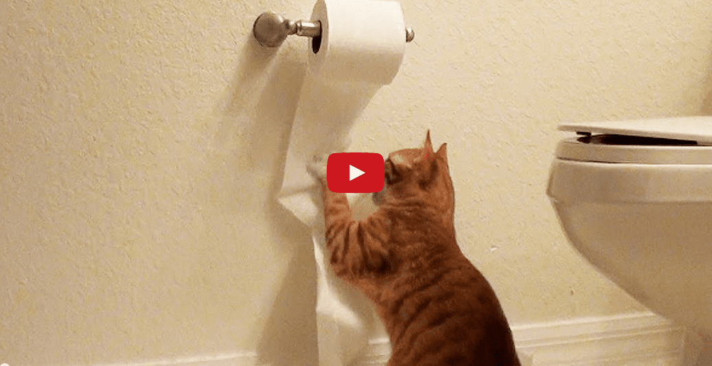 Cute Cat Creates Chaos with Toilet Paper Roll! Absolutely Hysterical!!