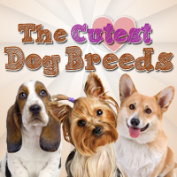 Cutest Dog Breeds