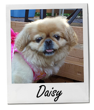 Daisy Mae (7/8/13)