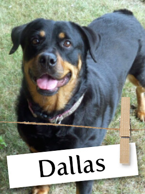 Dallas The Rottweiler Says Hello From Pennsylvania!