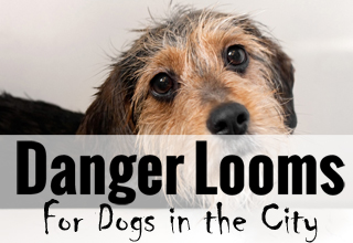 Danger Afoot For Dogs of San Francisco