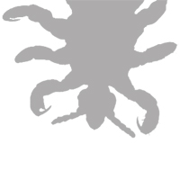 Danger of Chewing & Sucking Lice to Pets