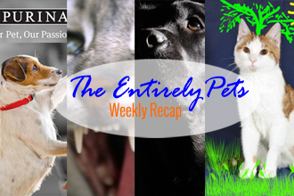 Deadly Dog Food, A Cat Allergy Cure, & America's Top Dog: The EntirelyPets Weekly Recap (February 21-27, 2015)