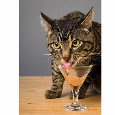 DELECTABLES-BISQUE-SENIOR-TUNA-CHICKEN-BOX