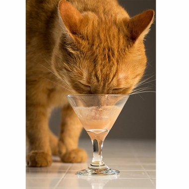 DELECTABLES-BISQUE-SENIOR-TUNA-CHICKEN-BOX