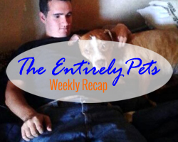Delta Airlines Inexplicably Loses Familys Dog, DogVacay to Expand Services to Dogs Worldwide, and Americas First Cat Caf Opens Its Doors- This & More in the EntirelyPets Weekly Recap (November 8-14, 2014)