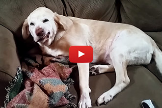 Denver The Very Guilty Dog Has An Insatiable Hunger For Holiday "Snacks"